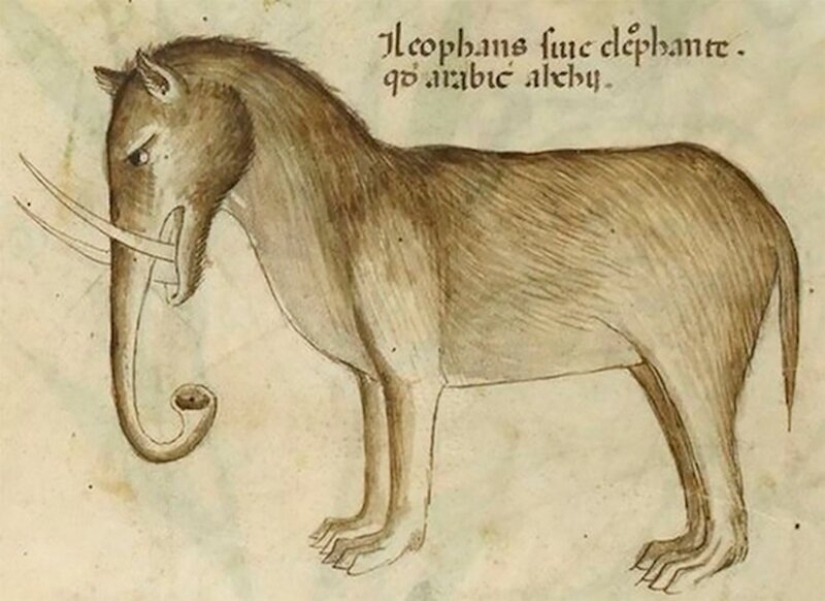 Monster nosed: in the middle Ages painted elephants