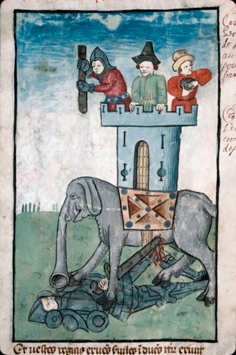 Monster nosed: in the middle Ages painted elephants