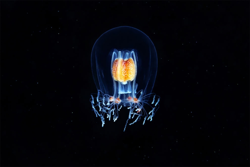 Monsters of the deep sea in the photo by Alexander Semyonov