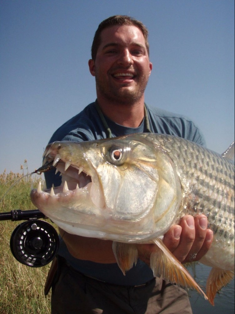 Monstruo de Agua de África-Pez tigre Goliat