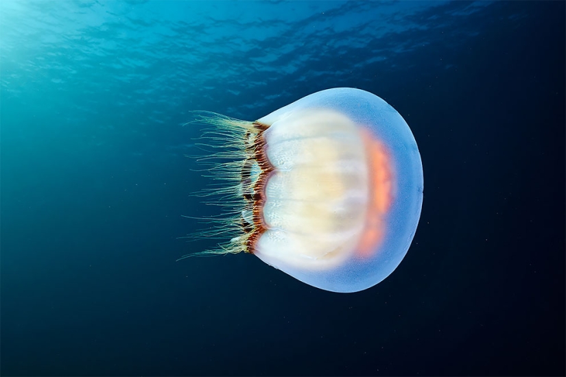 Monstruos del mar profundo en la foto de Alexander Semyonov