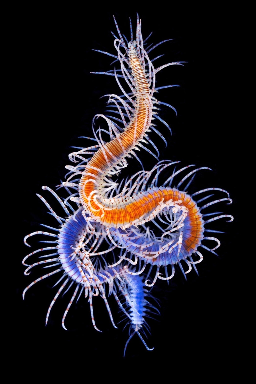 Monstruos del mar profundo en la foto de Alexander Semyonov