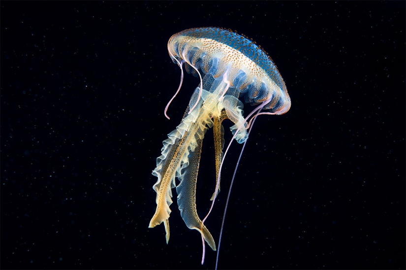 Monstruos del mar profundo en la foto de Alexander Semyonov