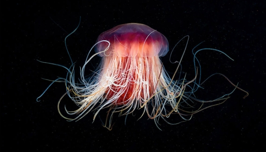 Monstruos del mar profundo en la foto de Alexander Semyonov