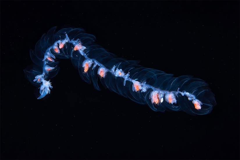 Monstruos del mar profundo en la foto de Alexander Semyonov