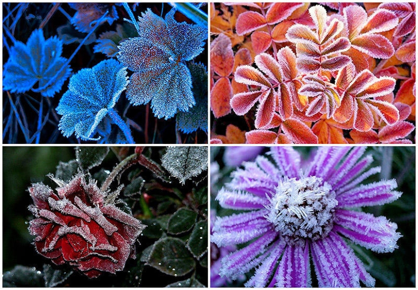 Morning frost