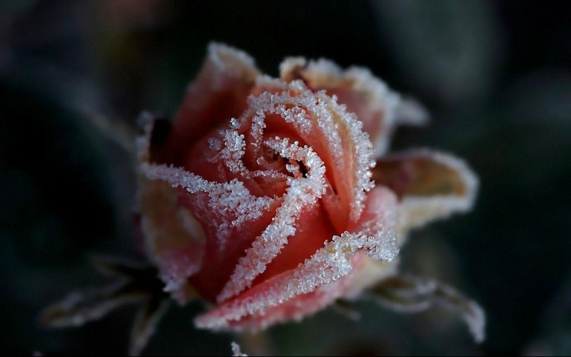 Morning frost