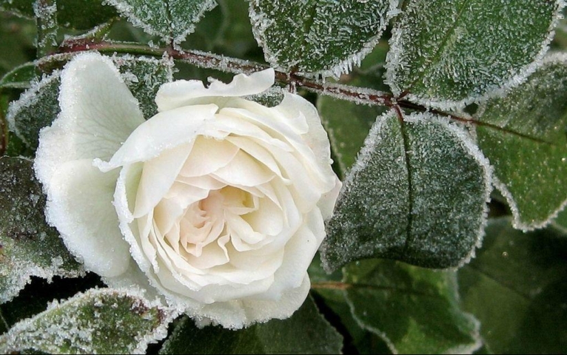 Morning frost