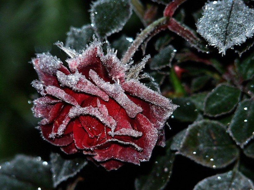 Morning frost