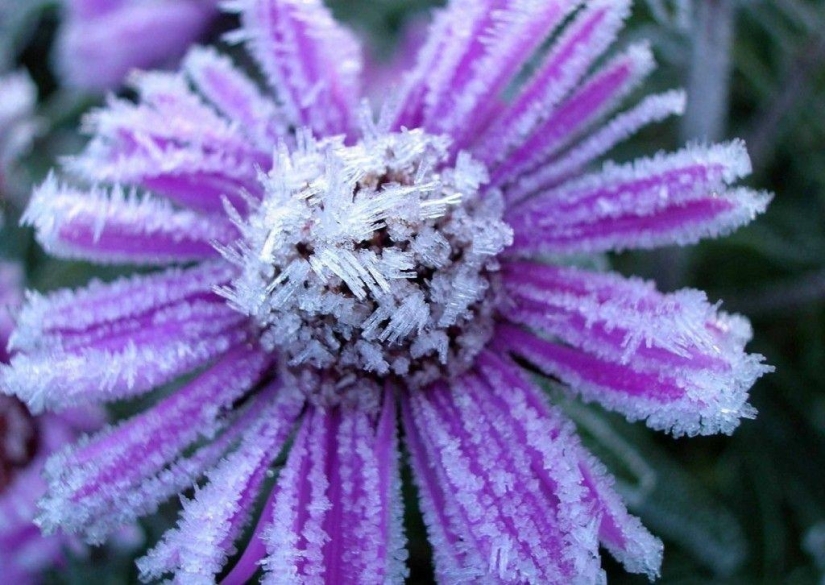Morning frost