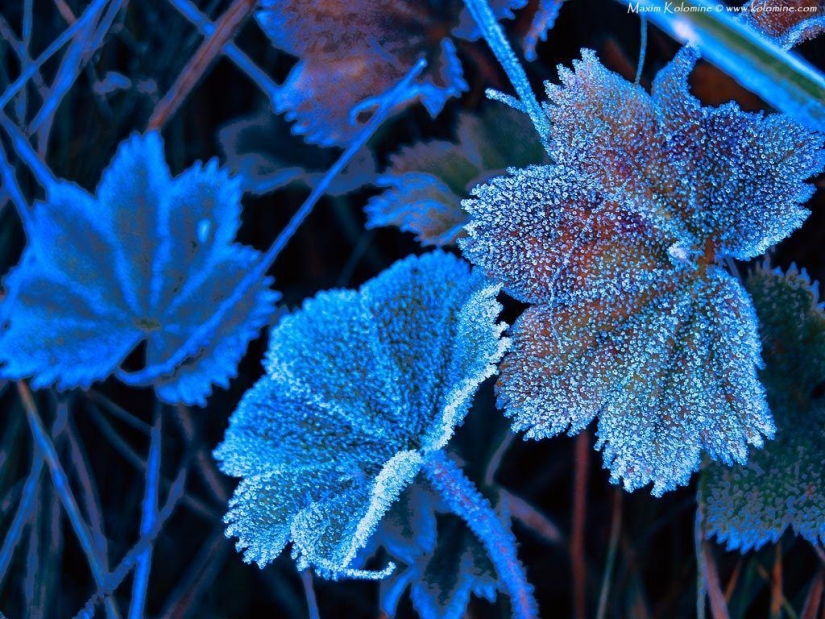Morning frost