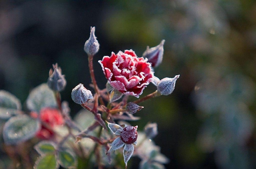 Morning frost
