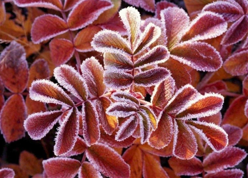 Morning frost