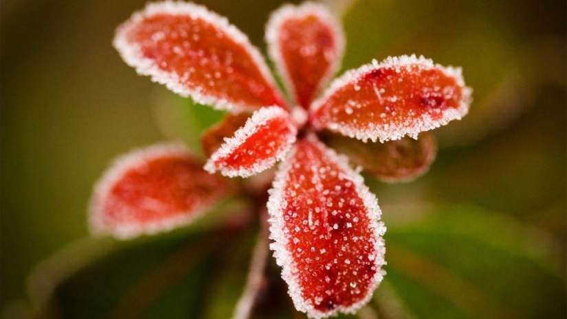 Morning frost