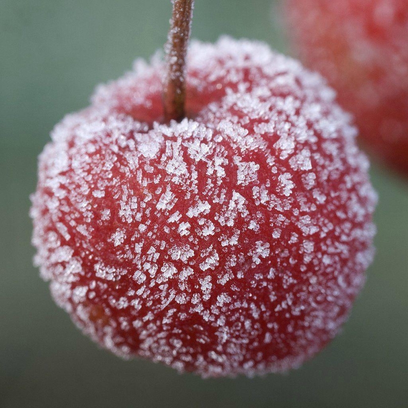 Morning frost
