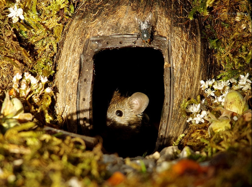 Mouse village British photographer Simon Dell