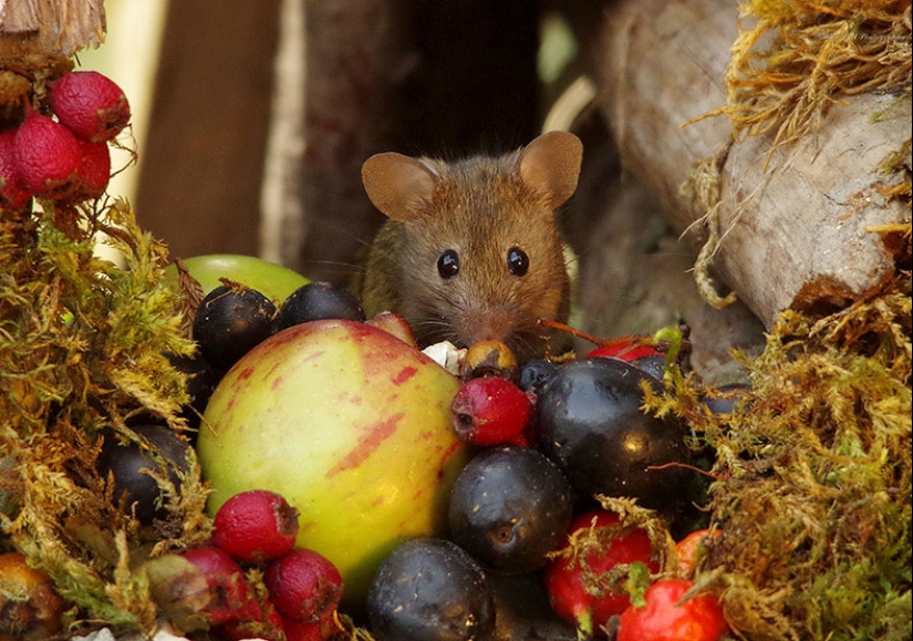 Mouse village British photographer Simon Dell