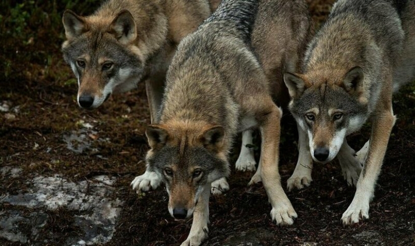 Mowgli on the contrary: the Norwegian brought up the four wolves and became the "leader of the pack"