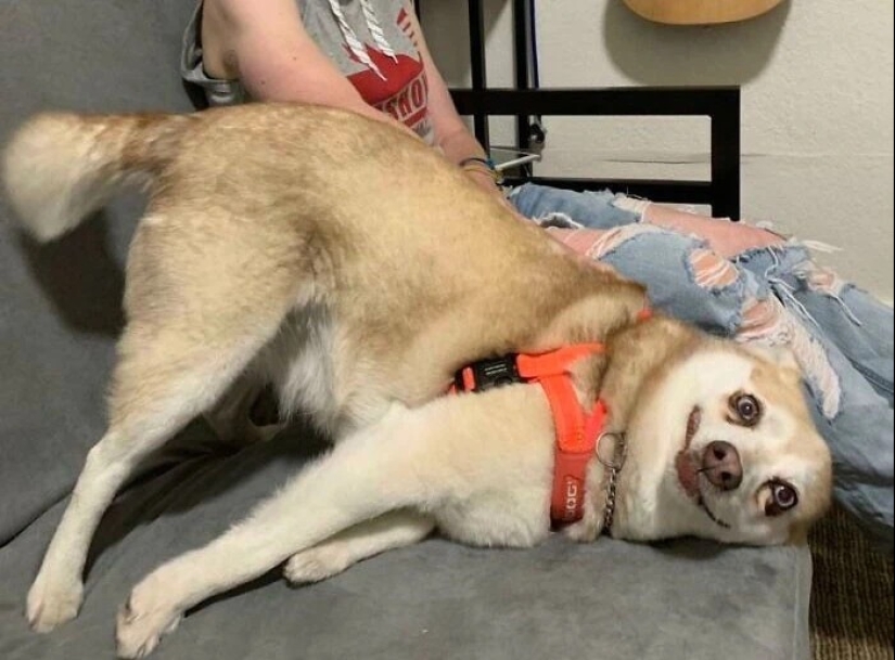 más de 20 perros extraños que te cargarán de emociones positivas durante mucho tiempo