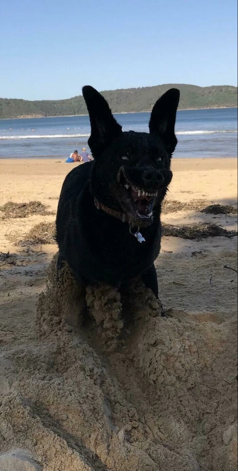 más de 20 perros extraños que te cargarán de emociones positivas durante mucho tiempo