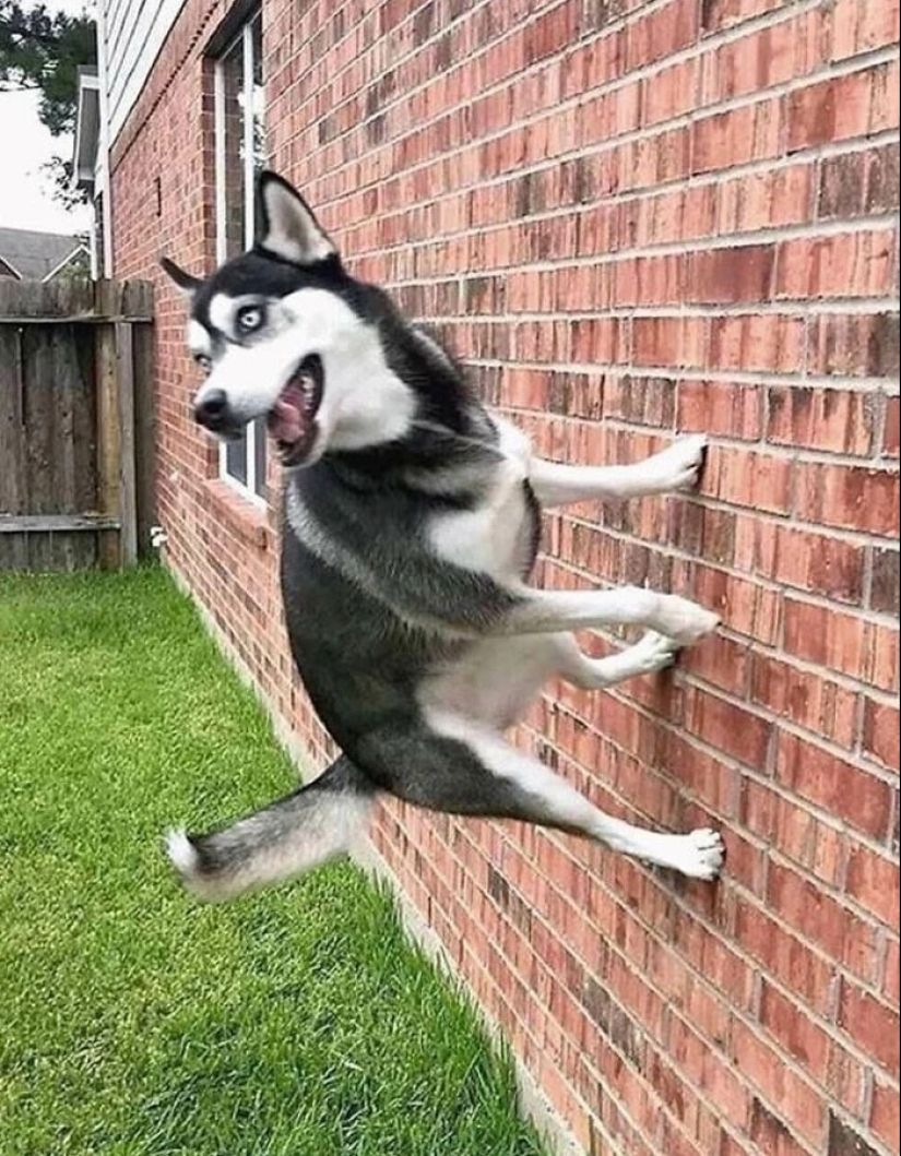 más de 20 perros extraños que te cargarán de emociones positivas durante mucho tiempo