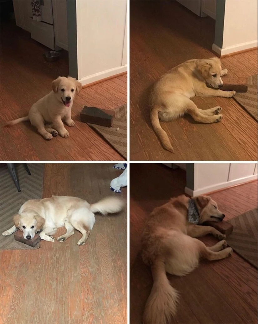 más de 20 perros extraños que te cargarán de emociones positivas durante mucho tiempo