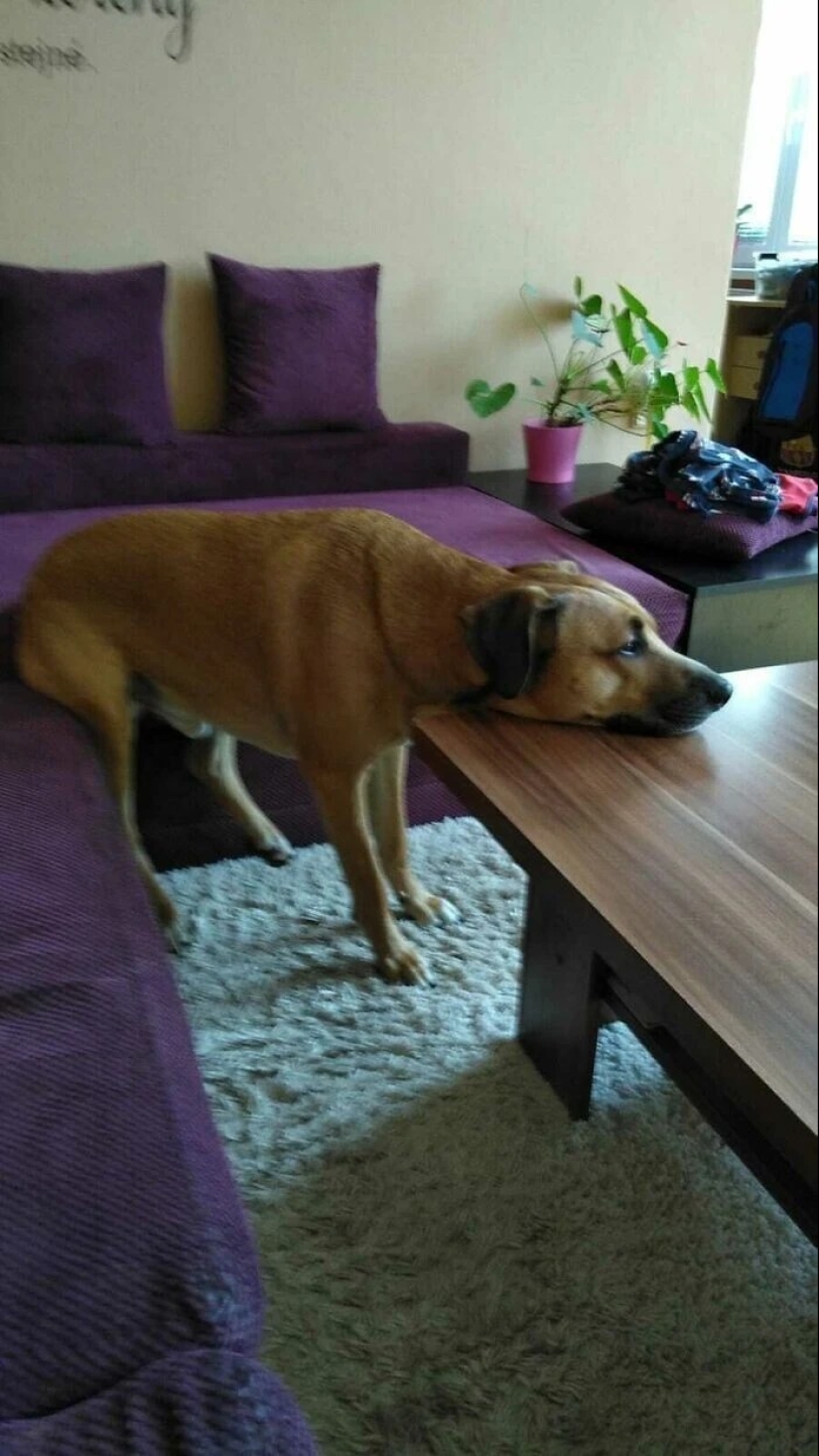 más de 20 perros extraños que te cargarán de emociones positivas durante mucho tiempo