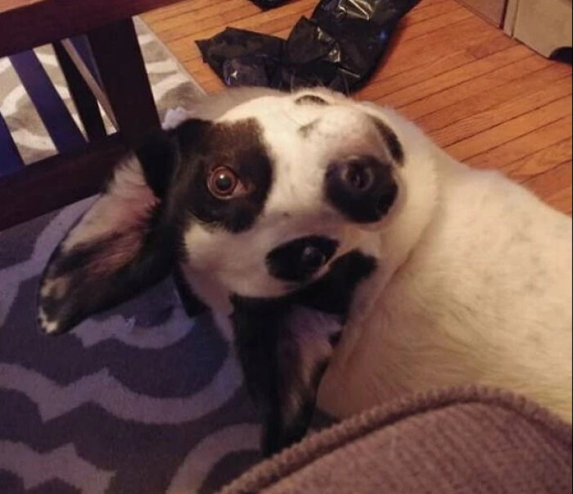 más de 20 perros extraños que te cargarán de emociones positivas durante mucho tiempo