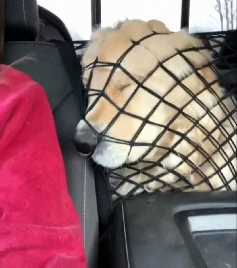 más de 20 perros extraños que te cargarán de emociones positivas durante mucho tiempo