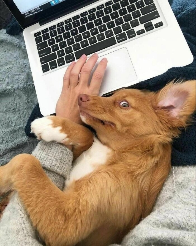 más de 20 perros extraños que te cargarán de emociones positivas durante mucho tiempo