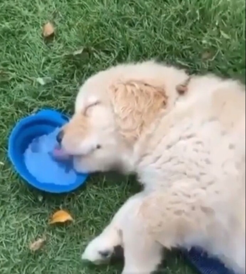 más de 20 perros extraños que te cargarán de emociones positivas durante mucho tiempo