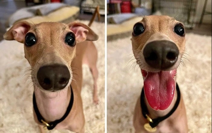 más de 20 perros extraños que te cargarán de emociones positivas durante mucho tiempo