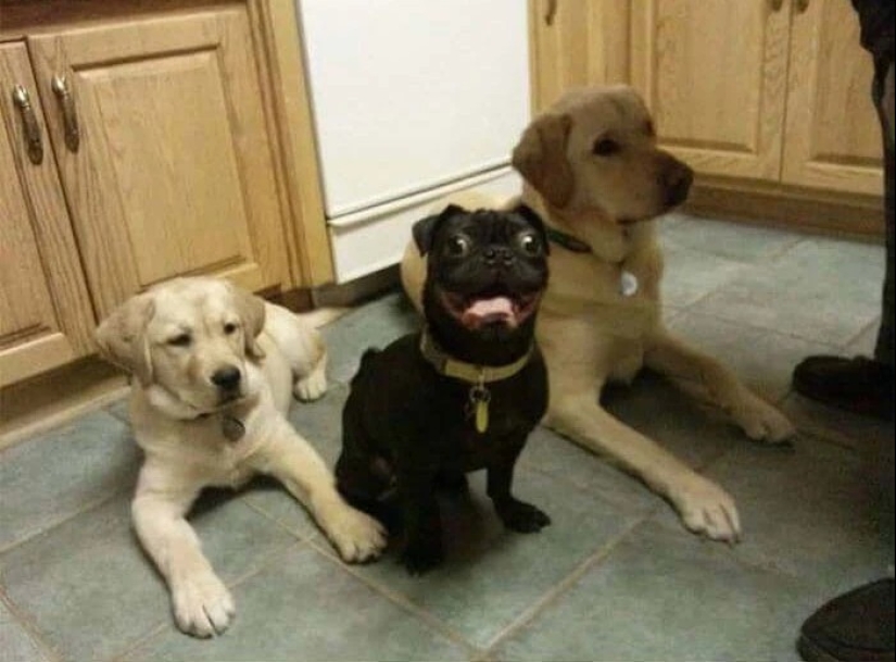 más de 20 perros extraños que te cargarán de emociones positivas durante mucho tiempo