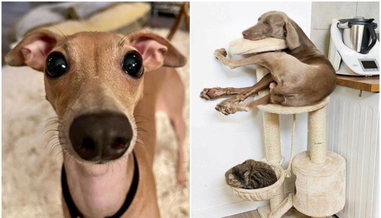 más de 20 perros extraños que te cargarán de emociones positivas durante mucho tiempo