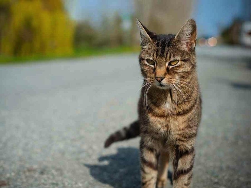 Música, orina, gatos: 10 cosas comunes que pueden convertirse en armas