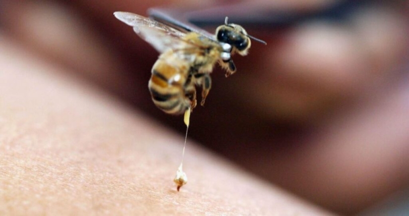 ¿Mueren las abejas después de picar? Los científicos han revelado el secreto