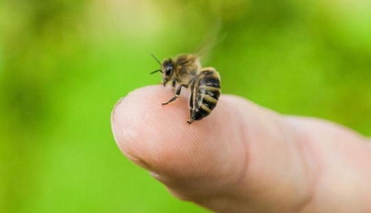 ¿Mueren las abejas después de picar? Los científicos han revelado el secreto ¿Mueren las abejas después de picar? Los científicos han revelado el secreto