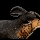Mummies... pets of the pharaohs Mummies... pets of the pharaohs