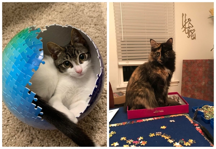 "Murzik, well, don't interfere!": 22 evidence that you can't solve puzzles with cats "Murzik, well, don't interfere!": 22 evidence that you can't solve puzzles with cats