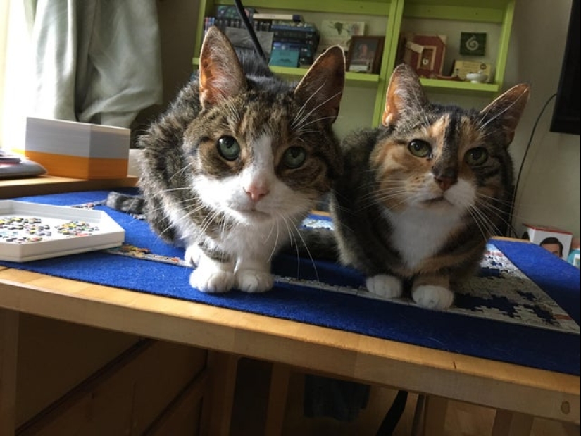 "Murzik, well, don't interfere!": 22 evidence that you can't solve puzzles with cats "Murzik, well, don't interfere!": 22 evidence that you can't solve puzzles with cats