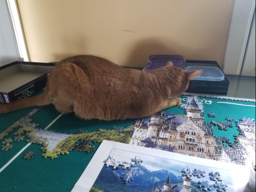 "Murzik, well, don't interfere!": 22 evidence that you can't solve puzzles with cats "Murzik, well, don't interfere!": 22 evidence that you can't solve puzzles with cats