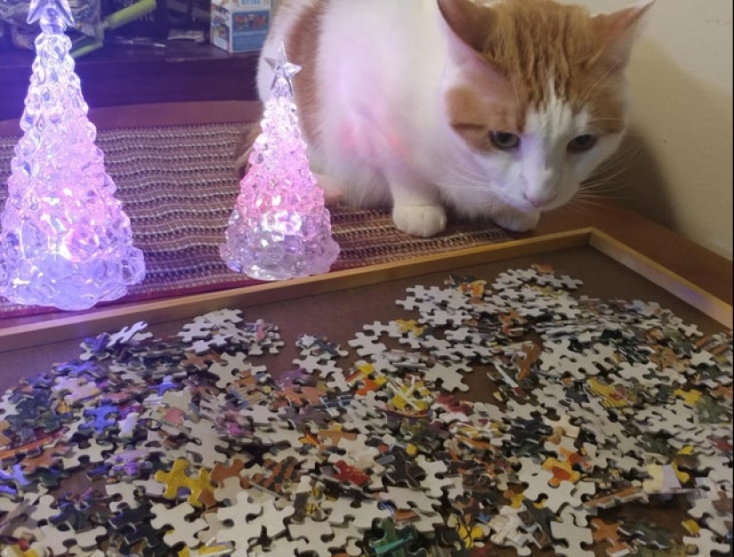 "Murzik, well, don't interfere!": 22 evidence that you can't solve puzzles with cats "Murzik, well, don't interfere!": 22 evidence that you can't solve puzzles with cats