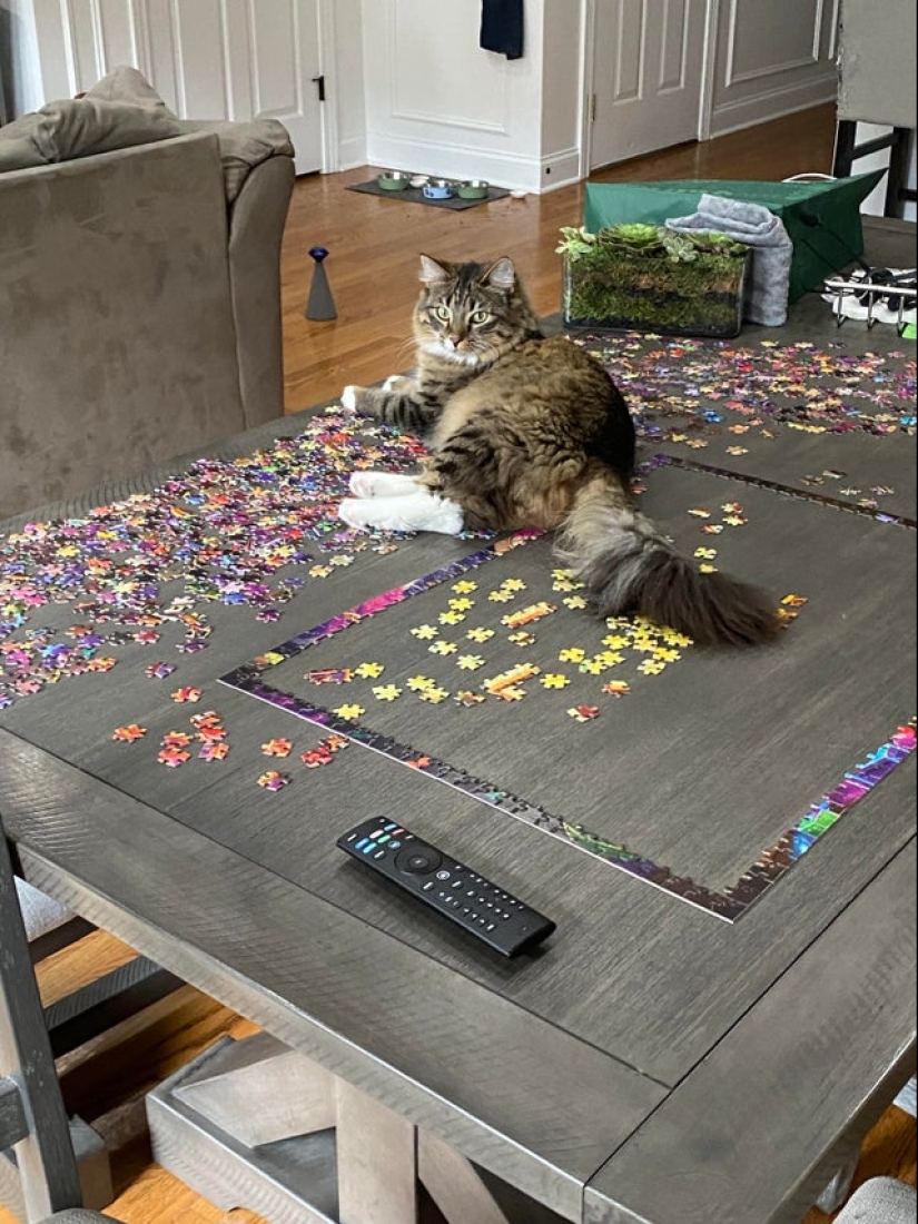 "Murzik, well, don't interfere!": 22 evidence that you can't solve puzzles with cats "Murzik, well, don't interfere!": 22 evidence that you can't solve puzzles with cats