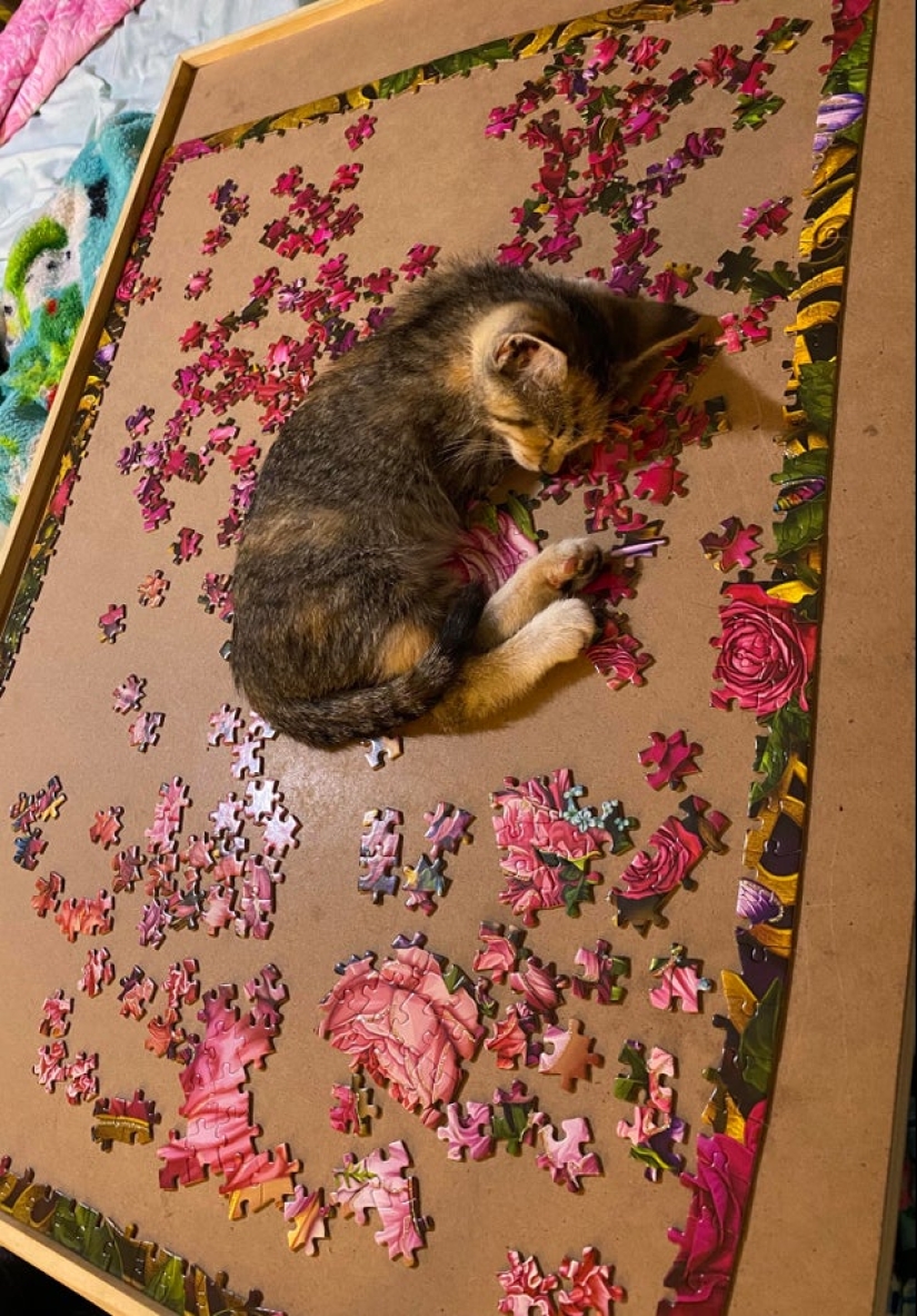 "Murzik, well, don't interfere!": 22 evidence that you can't solve puzzles with cats "Murzik, well, don't interfere!": 22 evidence that you can't solve puzzles with cats
