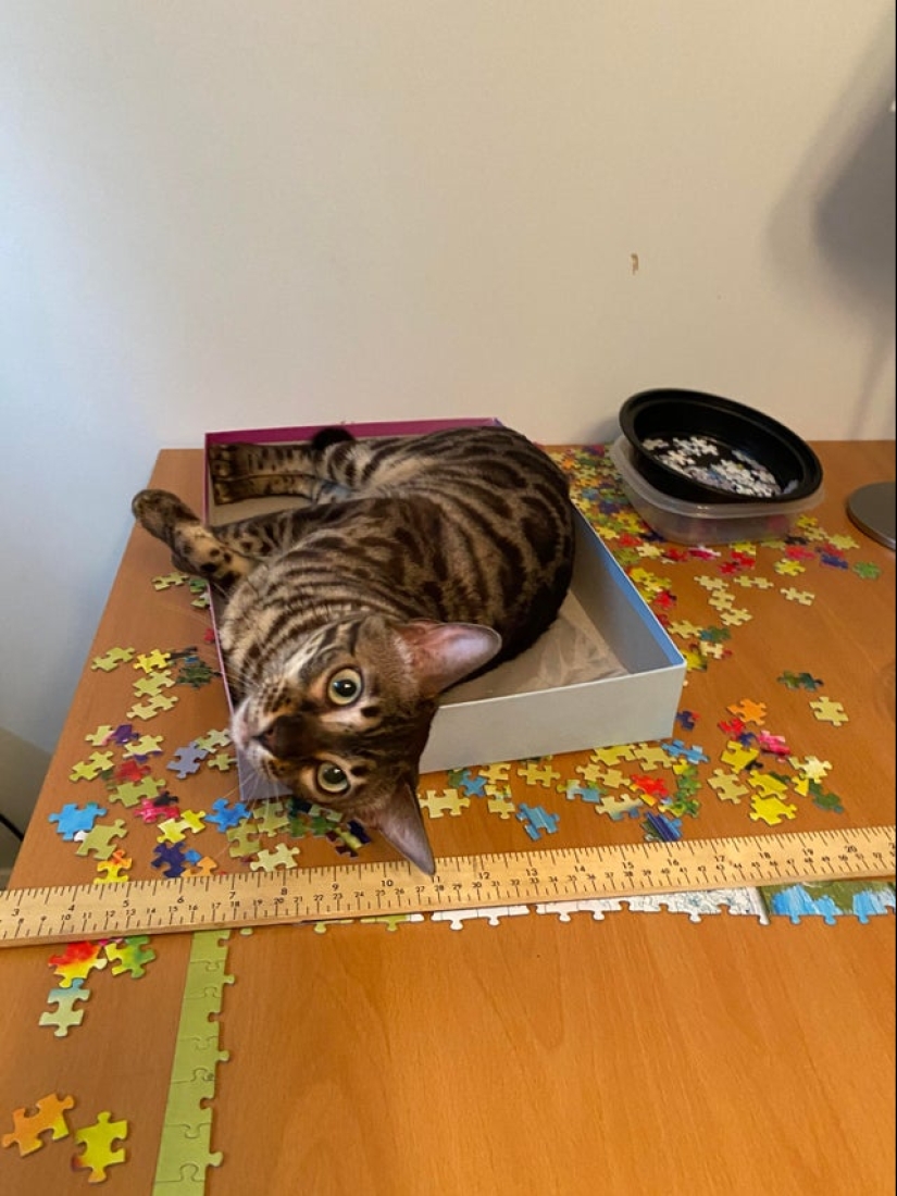 "Murzik, well, don't interfere!": 22 evidence that you can't solve puzzles with cats "Murzik, well, don't interfere!": 22 evidence that you can't solve puzzles with cats