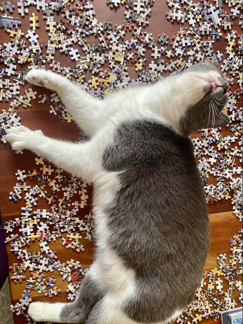 "Murzik, well, don't interfere!": 22 evidence that you can't solve puzzles with cats "Murzik, well, don't interfere!": 22 evidence that you can't solve puzzles with cats