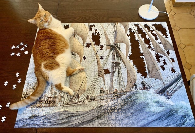 "Murzik, well, don't interfere!": 22 evidence that you can't solve puzzles with cats "Murzik, well, don't interfere!": 22 evidence that you can't solve puzzles with cats