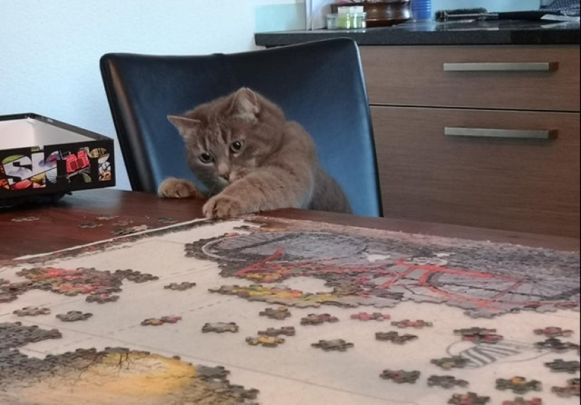 "Murzik, well, don't interfere!": 22 evidence that you can't solve puzzles with cats "Murzik, well, don't interfere!": 22 evidence that you can't solve puzzles with cats