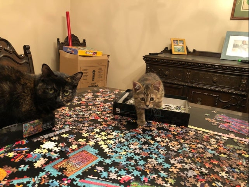 "Murzik, well, don't interfere!": 22 evidence that you can't solve puzzles with cats "Murzik, well, don't interfere!": 22 evidence that you can't solve puzzles with cats