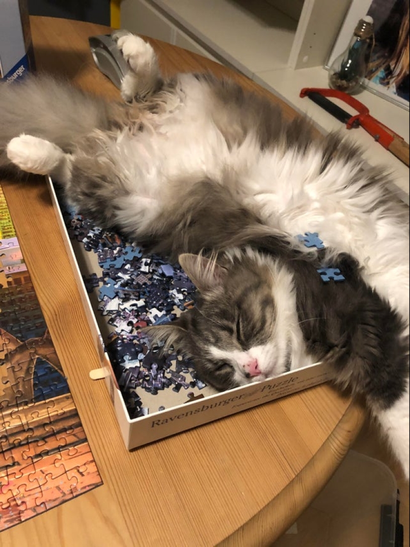 "Murzik, well, don't interfere!": 22 evidence that you can't solve puzzles with cats "Murzik, well, don't interfere!": 22 evidence that you can't solve puzzles with cats